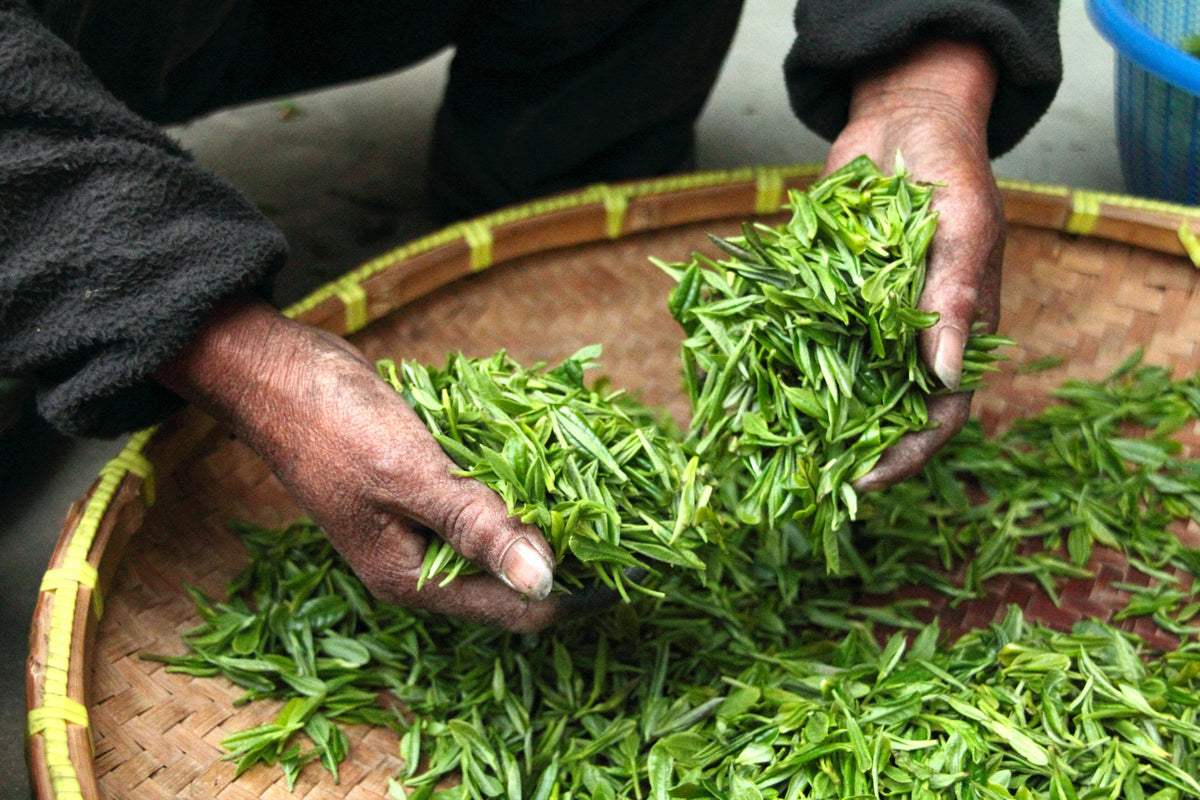 Mezame Matcha | Experience Matcha in India like never before